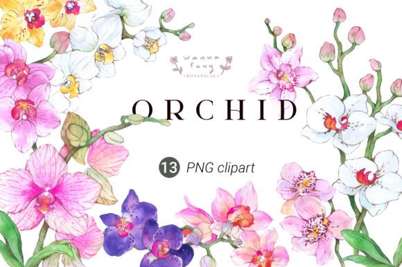 Orchid Flower Watercolor Clipart PNG Illustrations