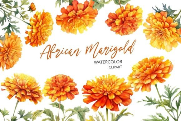 Watercolor African Marigold Illustrations for Branding